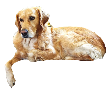 puro hond voervinder