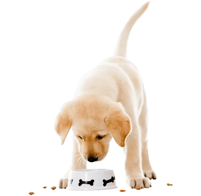 puro dierenvoeding van de beste kwaliteit 1